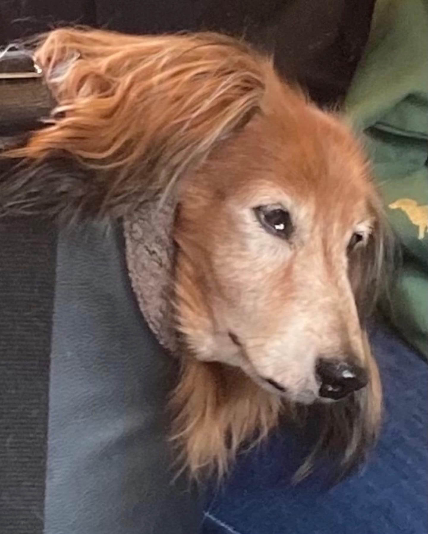a miserable dachshund in a bag.